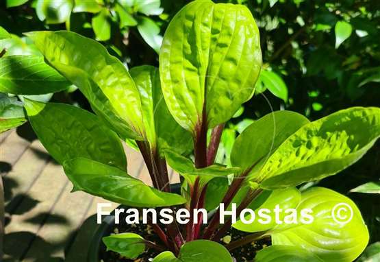 Hosta Lemon Snap